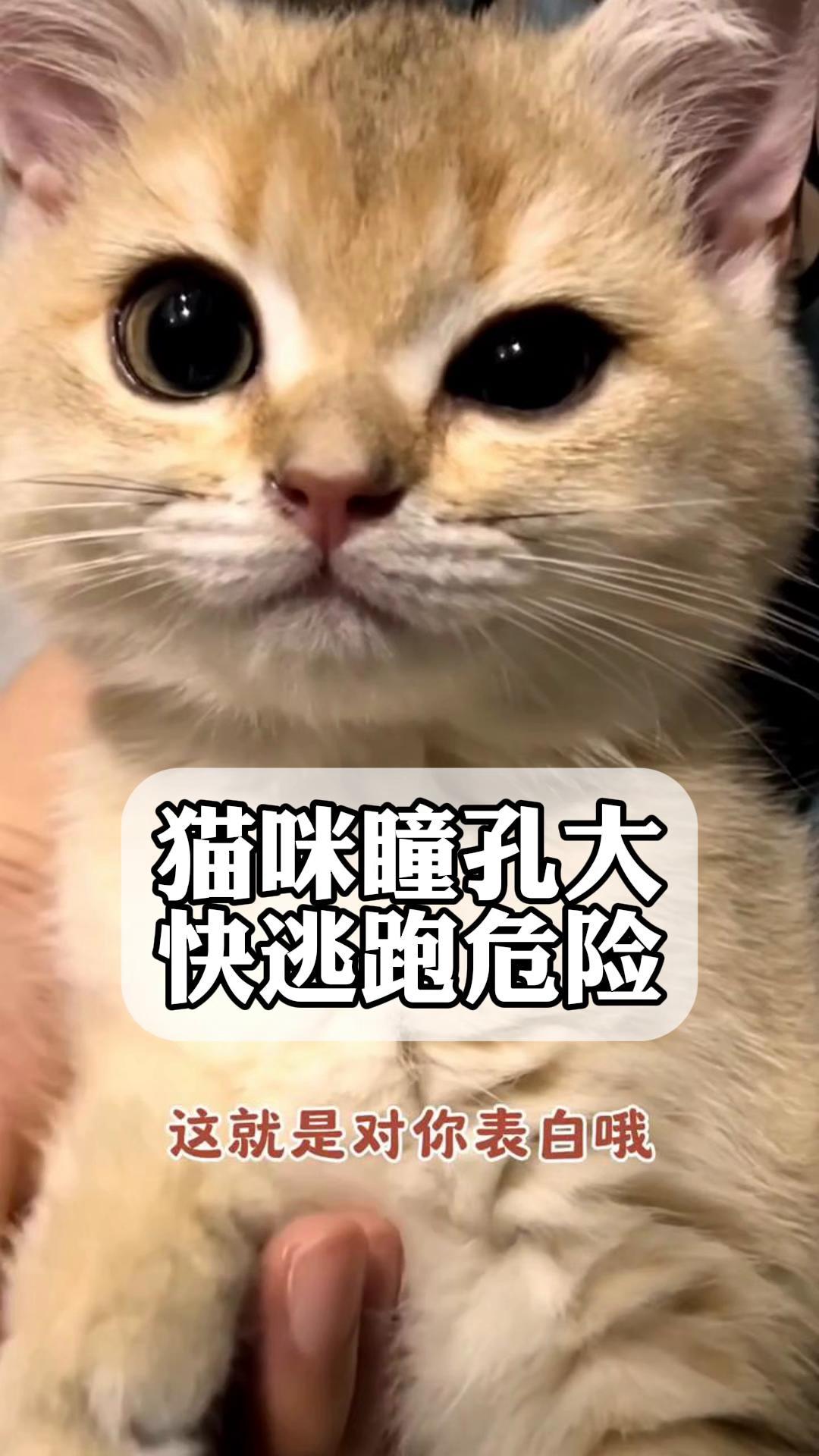 快猫永久破解版，探索其背后的真相与风险-第3张图片