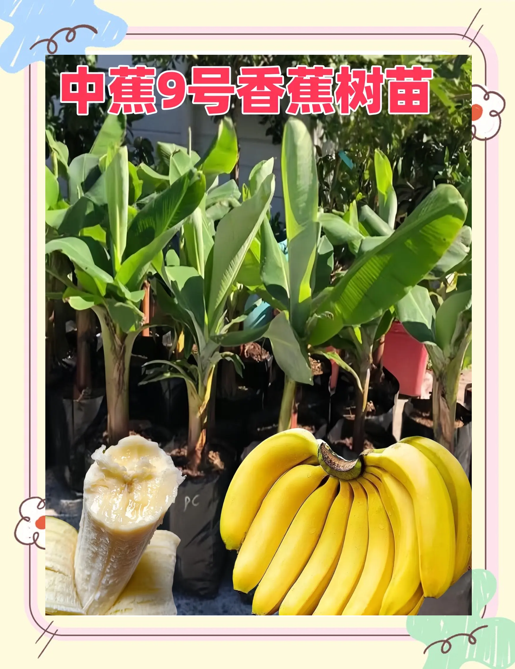 香蕉频蕉app官网下载香蕉频蕉app官网下载 - 探索便捷的娱乐新体验-第2张图片