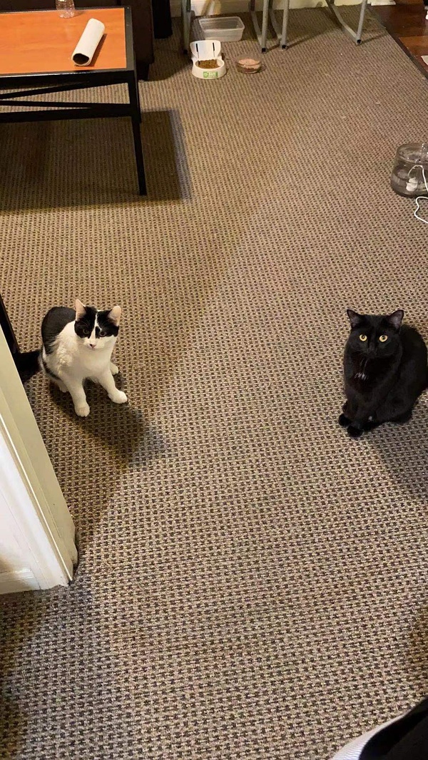 猫咪有约论坛 斑本波猫咪有约论坛，爱宠人士的交流圣地-第1张图片