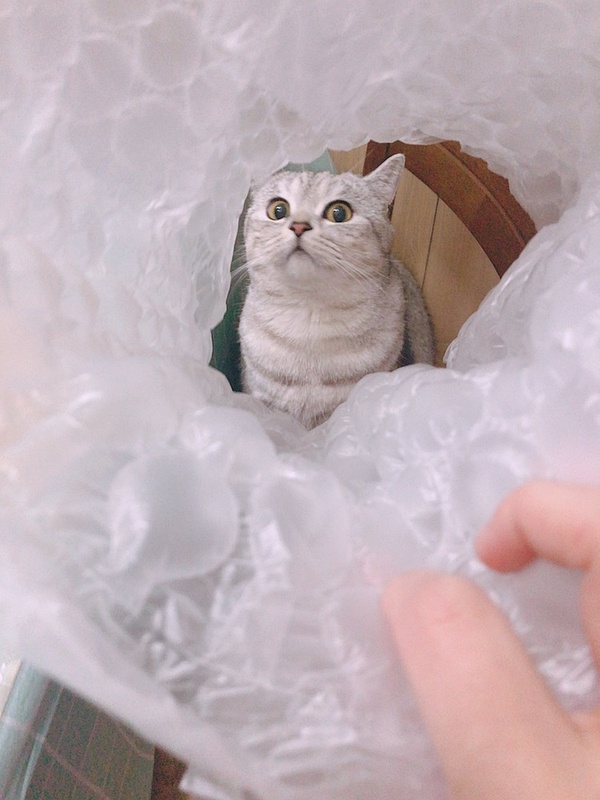 猫咪有约论坛 斑本波猫咪有约论坛，爱宠人士的交流圣地-第2张图片