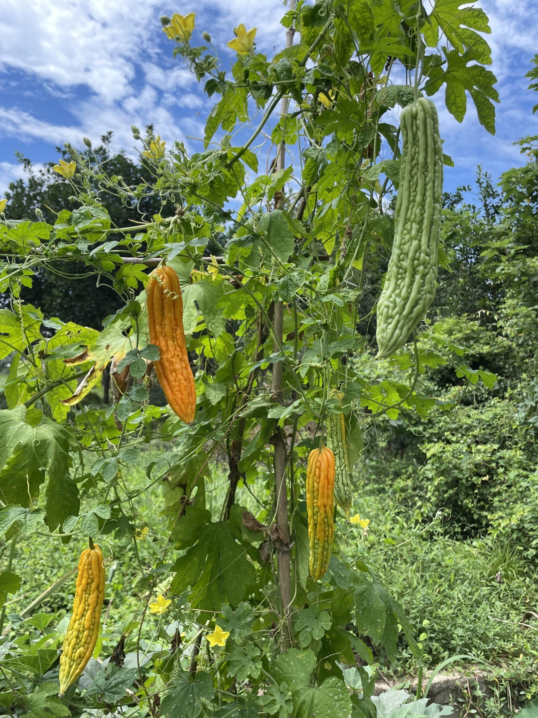 草莓 丝瓜 向日葵 秋葵水果与蔬菜的缤纷世界——草莓丝瓜秋葵向日葵榴莲苹果大全-第2张图片