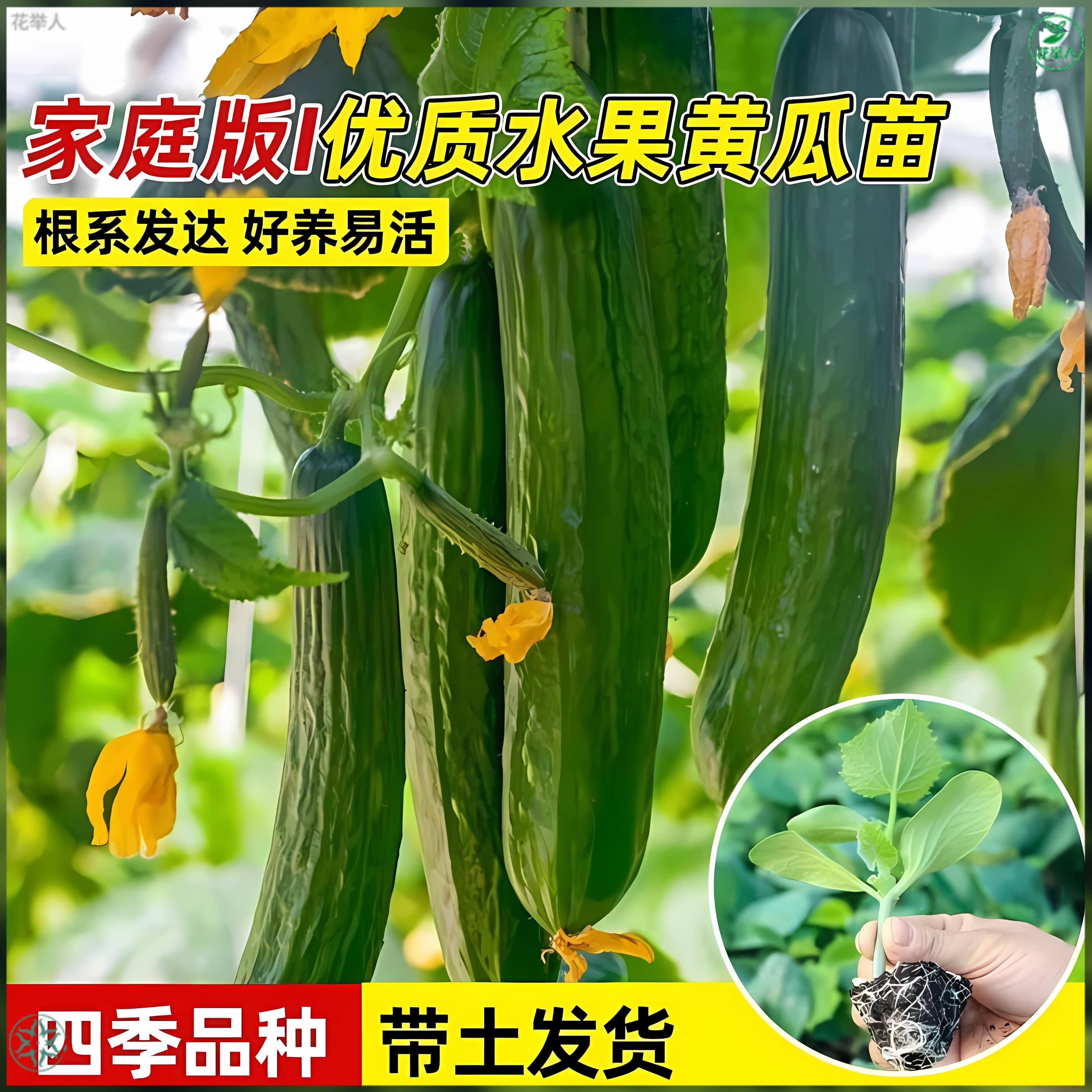 草莓 丝瓜 向日葵 秋葵水果与蔬菜的缤纷世界——草莓丝瓜秋葵向日葵榴莲苹果大全-第3张图片