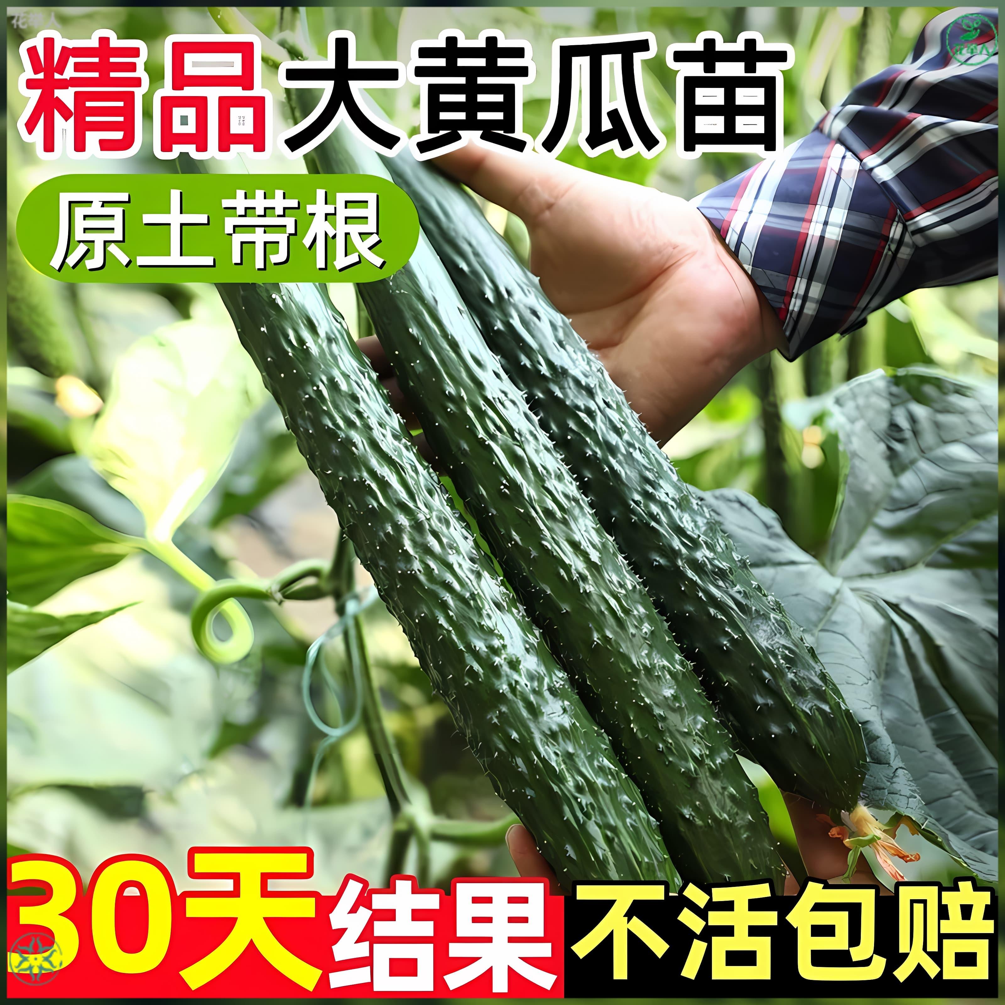 草莓 丝瓜 向日葵 秋葵水果与蔬菜的缤纷世界——草莓丝瓜秋葵向日葵榴莲苹果大全-第1张图片