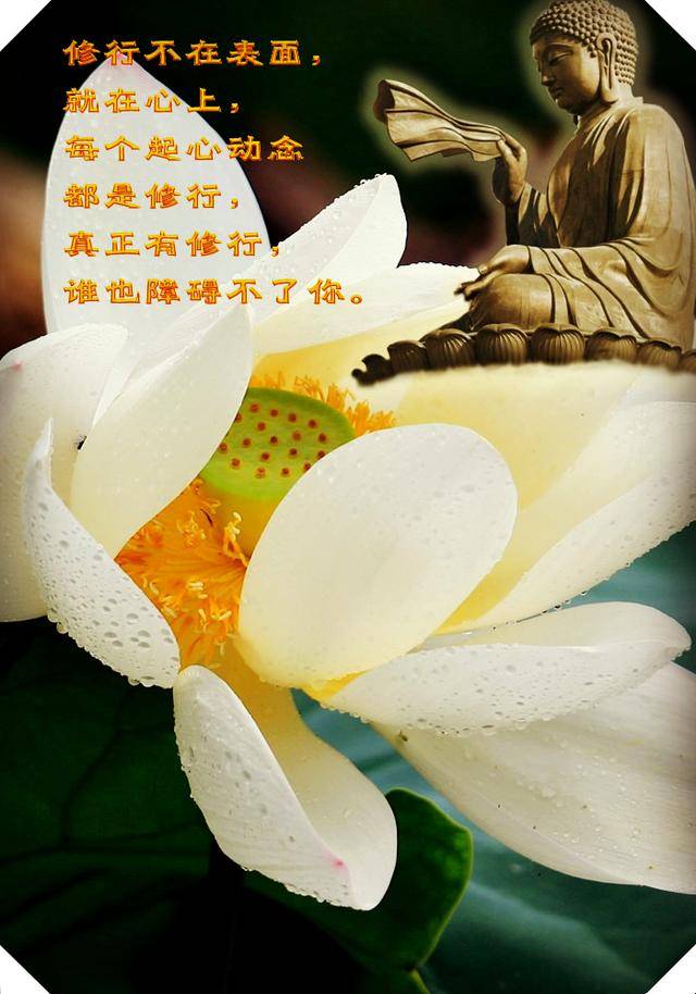 戒律牧师，神圣职责下的智慧与慈悲-第2张图片