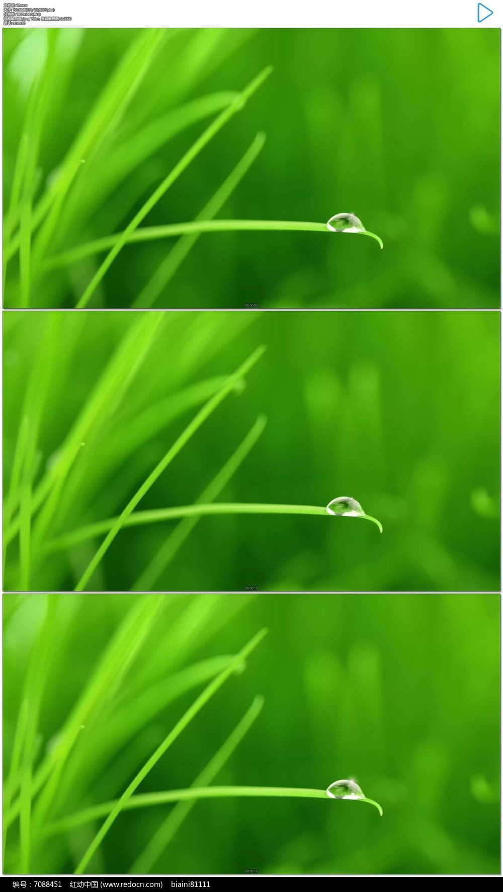 小草新视频，在线观看与在线播放的便捷体验-第1张图片