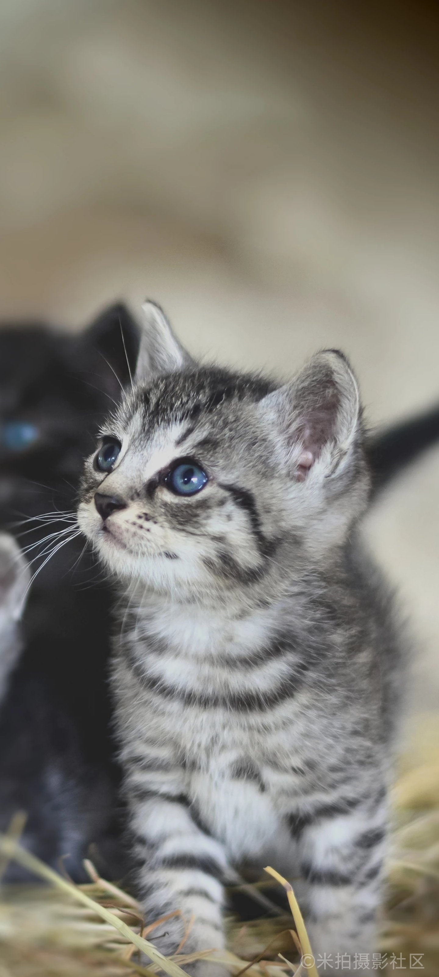 猫咪.社区探索猫咪社区，高清视频在线观看的乐趣-第2张图片