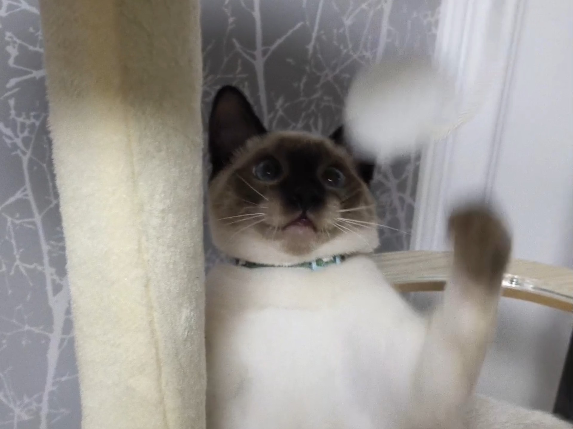 网络红人猫儿网络红人猫儿，萌宠时代的网络之星-第3张图片