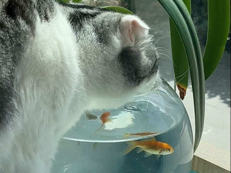 网络红人猫儿网络红人猫儿，萌宠时代的网络之星-第1张图片