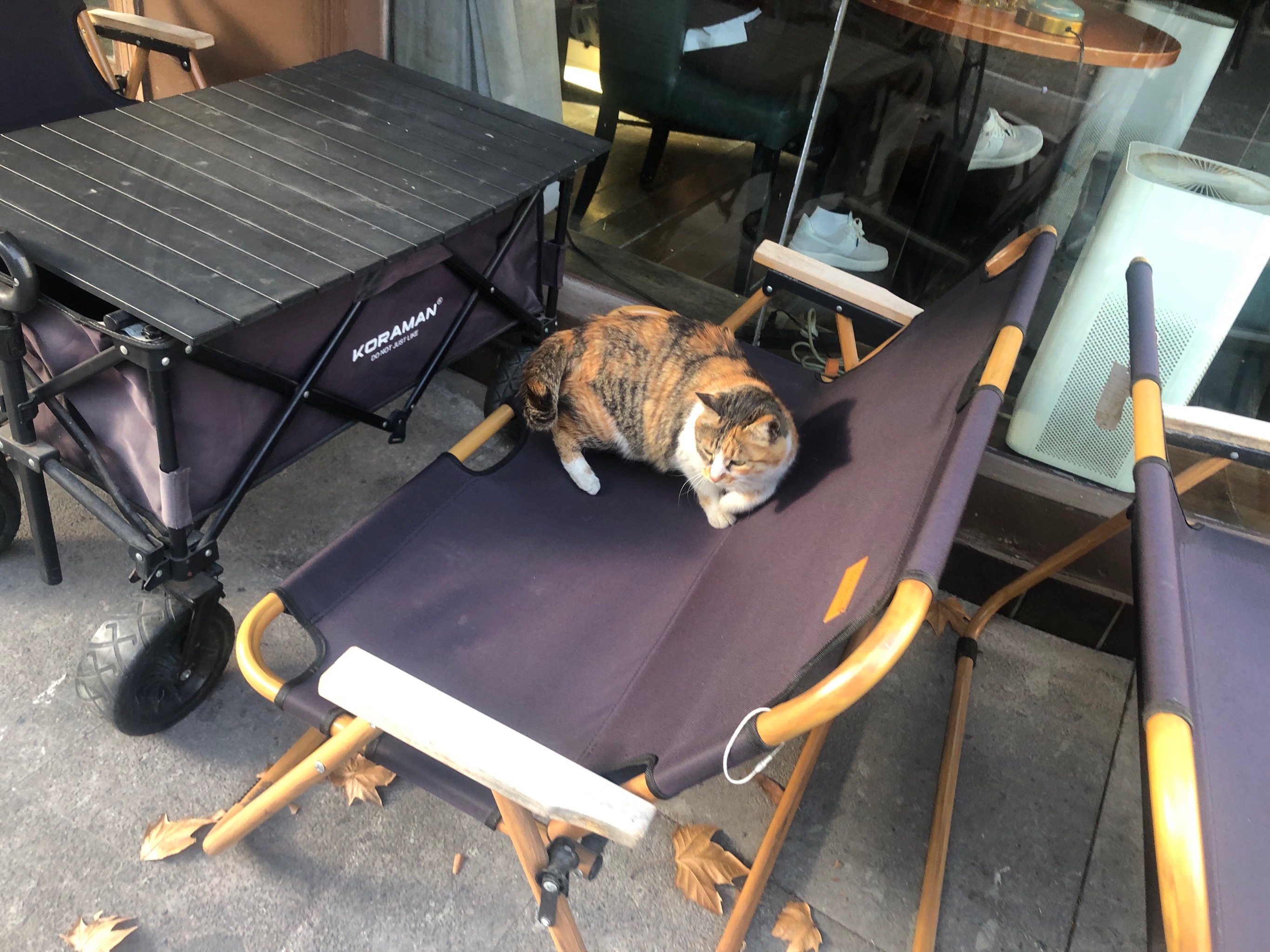 网络红人猫儿网络红人猫儿，萌宠时代的网络之星-第2张图片