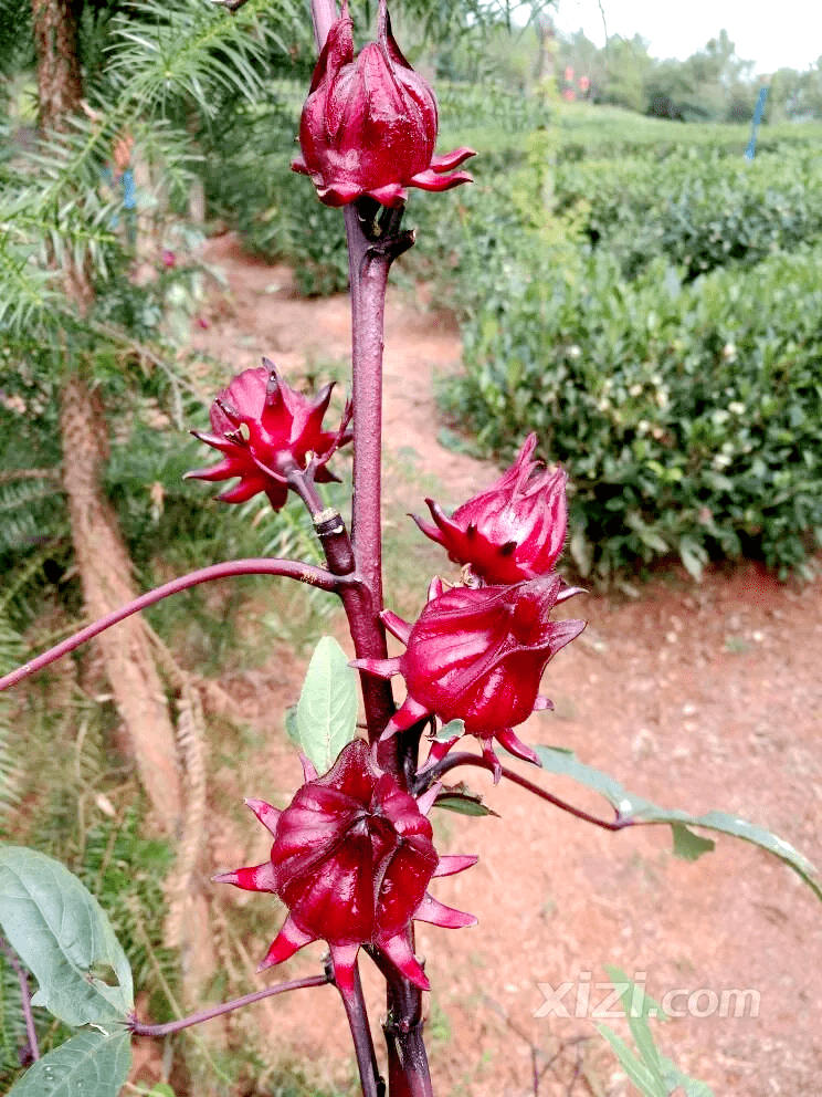 探索神秘的红桃视颏-第3张图片