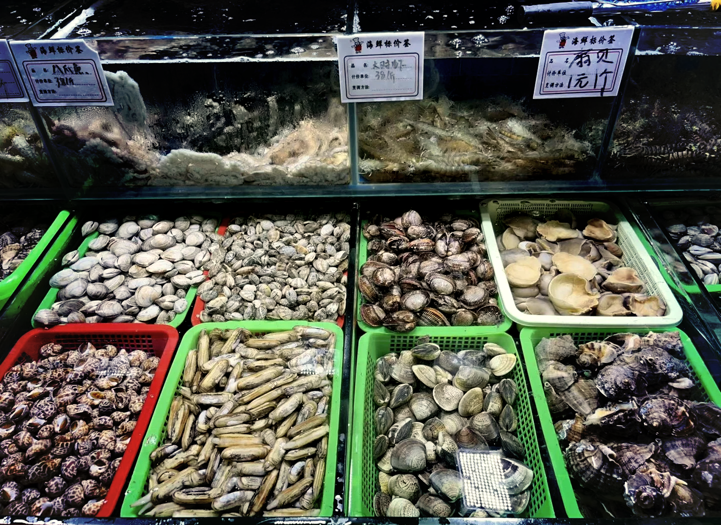 腿再张大点就可以看到小扇贝了腿间微探，隐秘的海洋宝藏——小扇贝的发现之旅-第1张图片