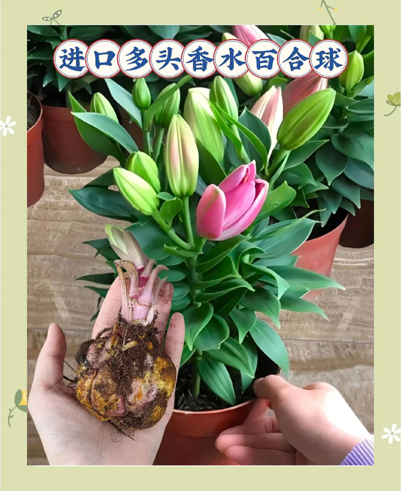 极速驾驶下的多肉百合，一份独特的推荐清单-第1张图片