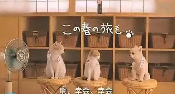 猫咪的异国足迹，探索国外永久地域的猫咪网名-第2张图片