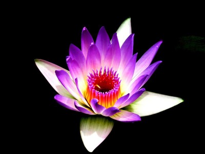 色 五 月 小说五月色彩缤纷，探索色五月第一门户的魅力-第1张图片