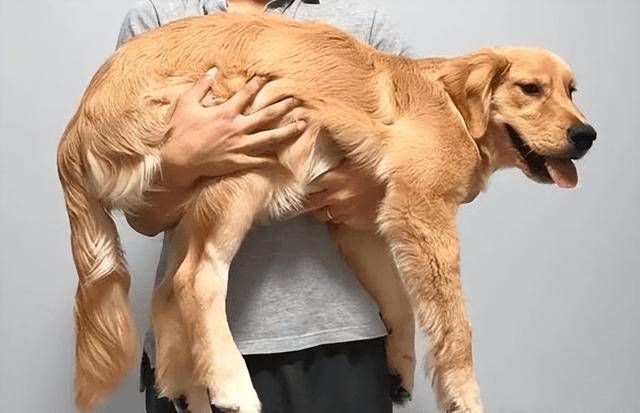 人可以和狗交配吗人犬交配，科学解读人类与狗的生殖界限-第1张图片