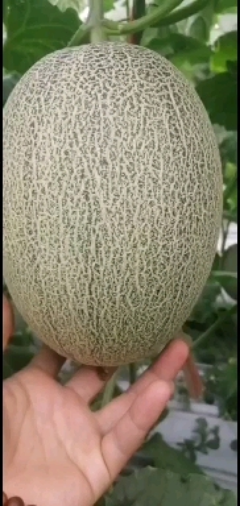 蜜瓜啦啦啦，菠萝蜜啦啦啦，一首歌曲的魅力与故事-第1张图片