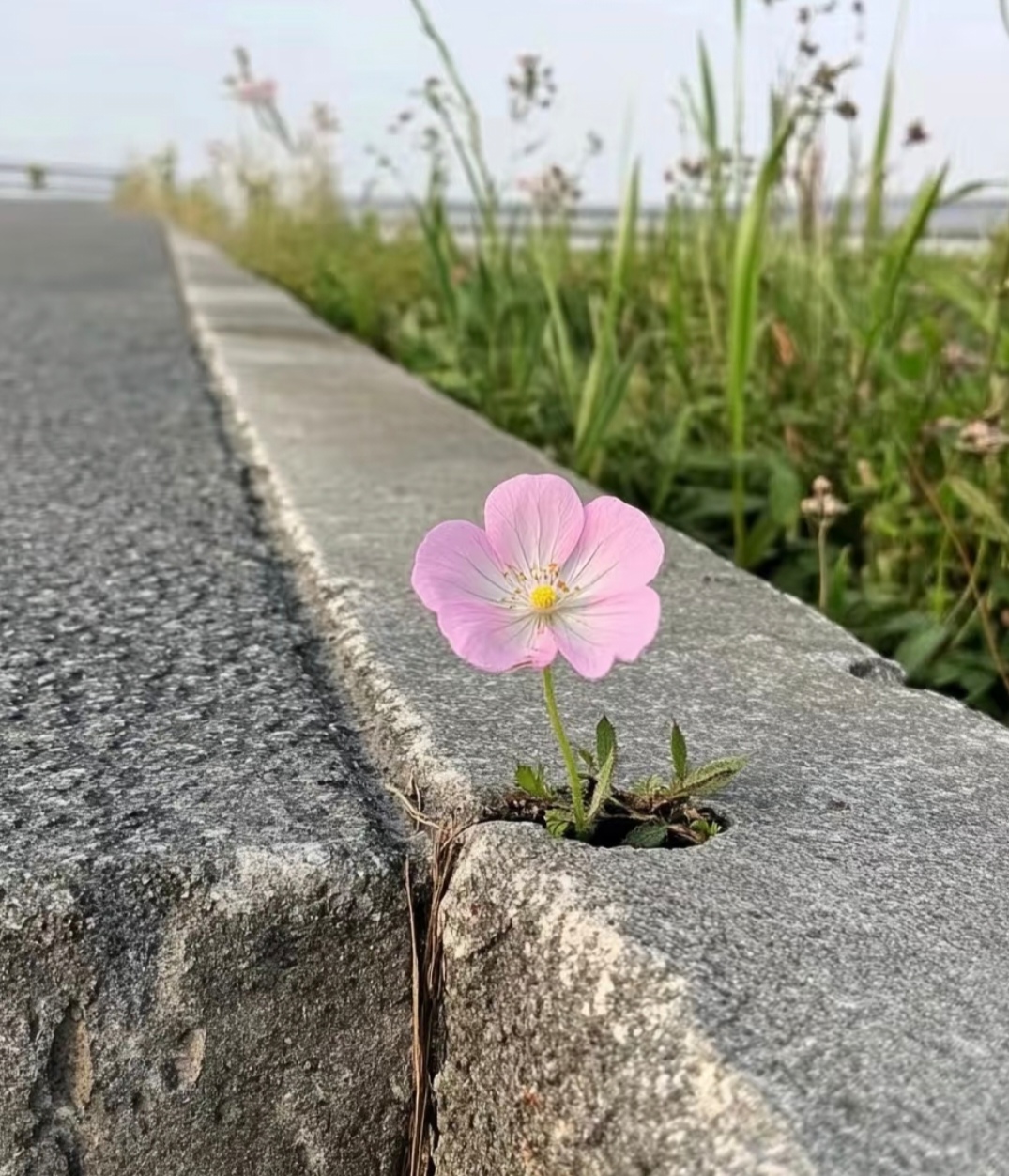 打肿臂缝小花打肿臂缝小花，一种独特的艺术与坚韧的象征-第1张图片