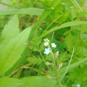 野花社区app在线下载警惕网络陷阱，关于野花2019社区高清视频的深度解析-第3张图片