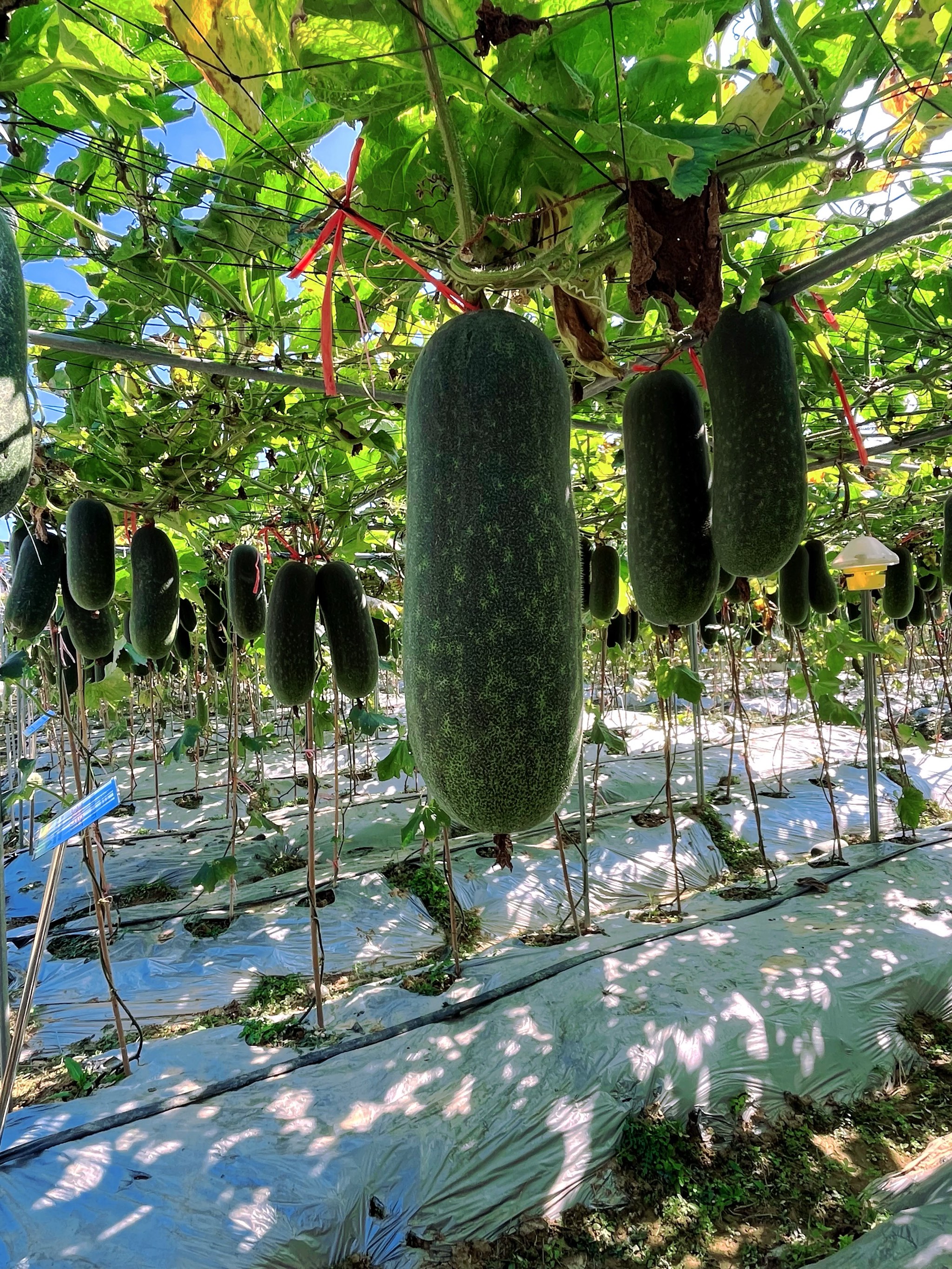 草莓丝瓜向日葵黄瓜榴莲IOS探索水果王国与科技之花，草莓、丝瓜、向日葵、黄瓜、榴莲与IOS的奇妙之旅-第1张图片