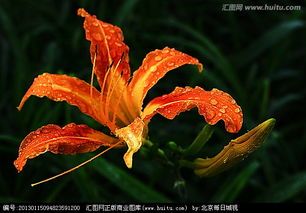 COM忘忧草WWW日本污污黄COM忘忧草与日本文化中的WWW-第1张图片