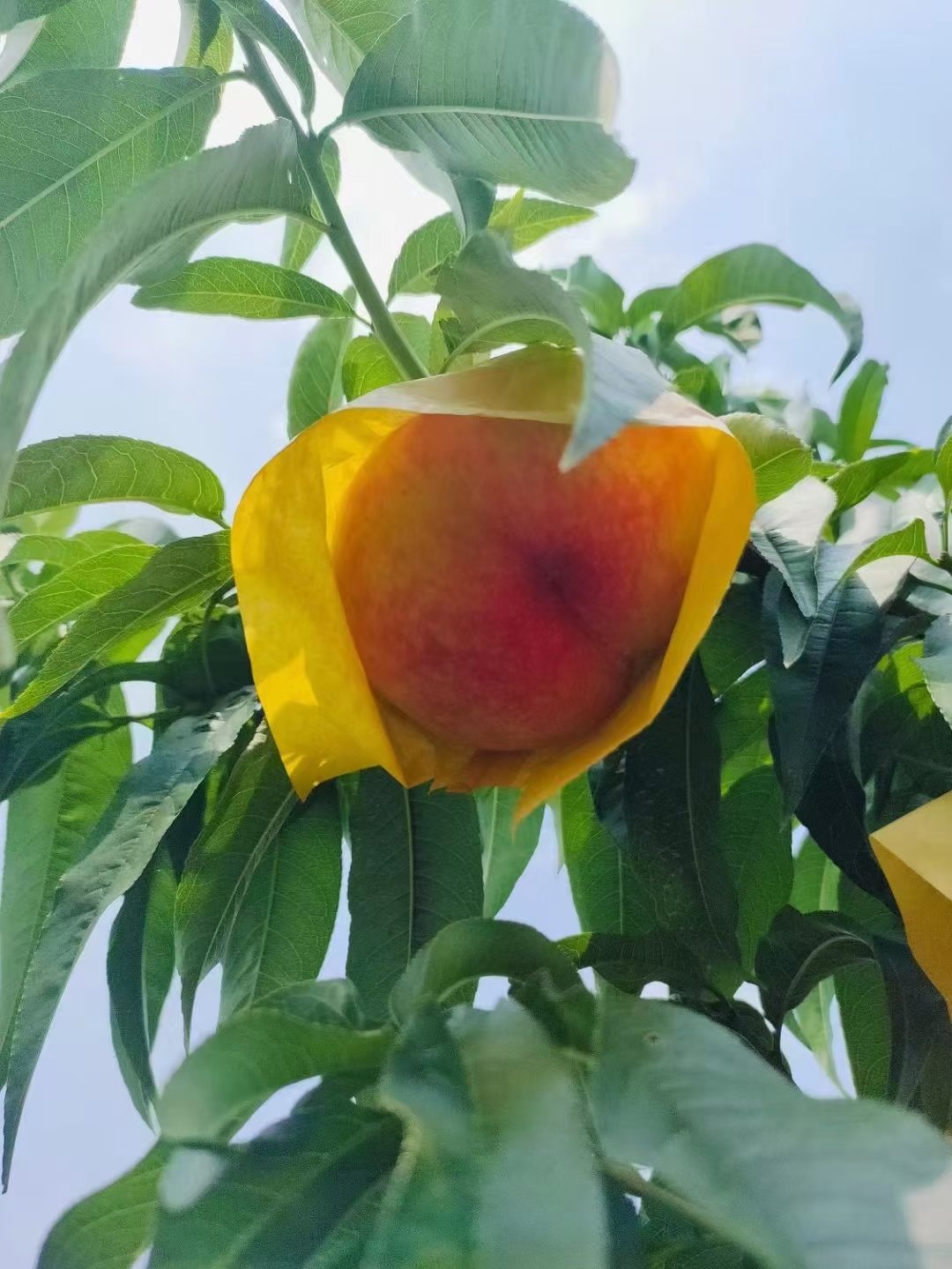 水蜜桃8844水蜜桃8844，甜蜜的果实与独特的魅力-第1张图片
