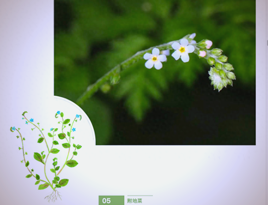 探索野花社区，免费视频全网的魅力之旅-第3张图片