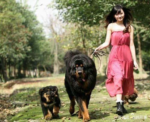 两只藏獒进入不干涩藏獒之秘——双犬共舞的独特体验-第1张图片