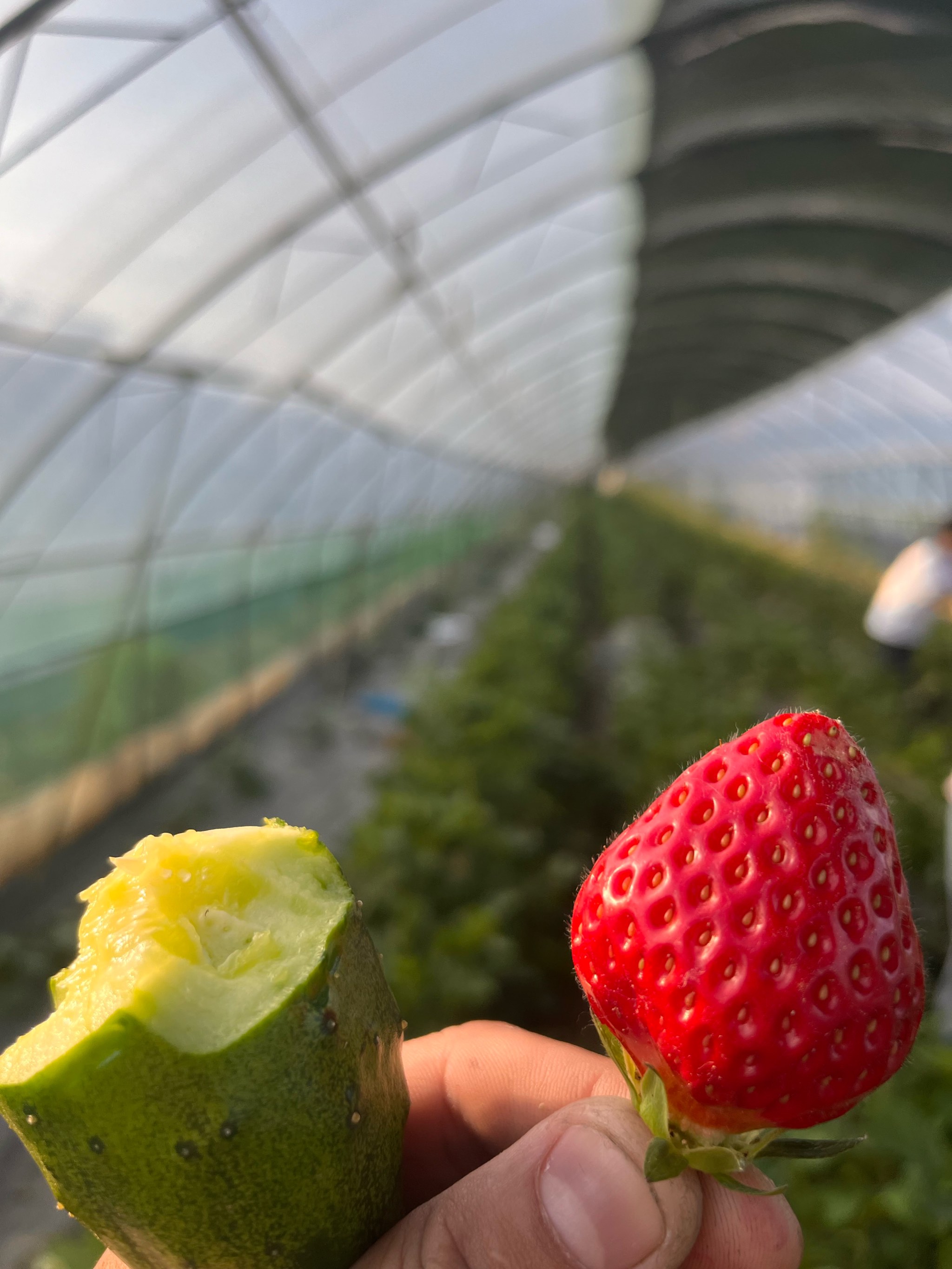 黄瓜草莓小视频草莓黄瓜蜜桃视频app下载，探索新奇视频世界的指南-第1张图片