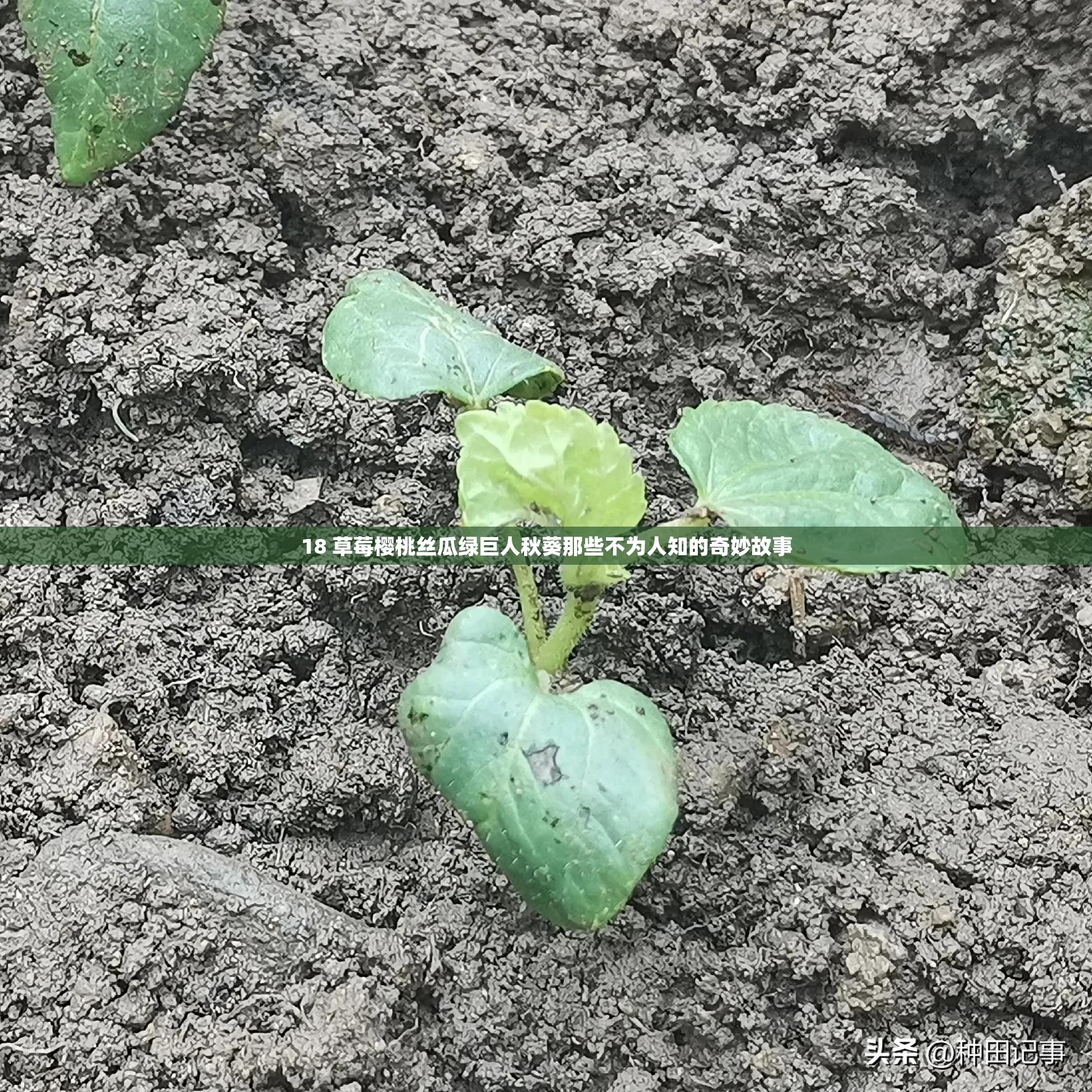 番茄黄瓜丝瓜草莓秋葵大全视频黄五彩缤纷的蔬菜盛宴——番茄、黄瓜、丝瓜、草莓与秋葵的奇妙世界-第1张图片