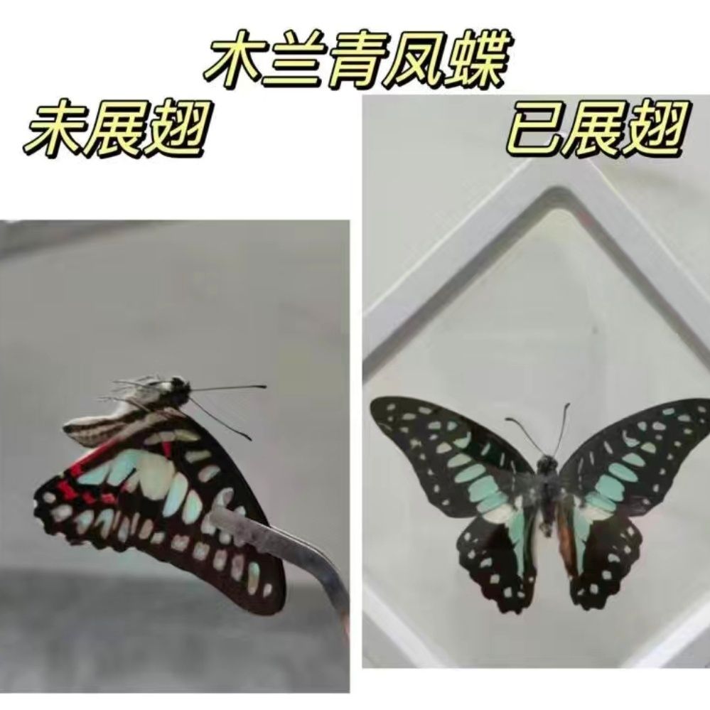 木兰青凤蝶的寓意和象征木兰青凤蝶的神秘之美-第1张图片
