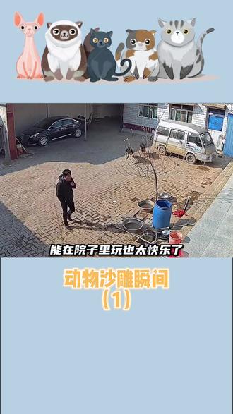 两个大兔子抖来抖去的欢乐瞬间——视频记录下的温馨画面-第1张图片