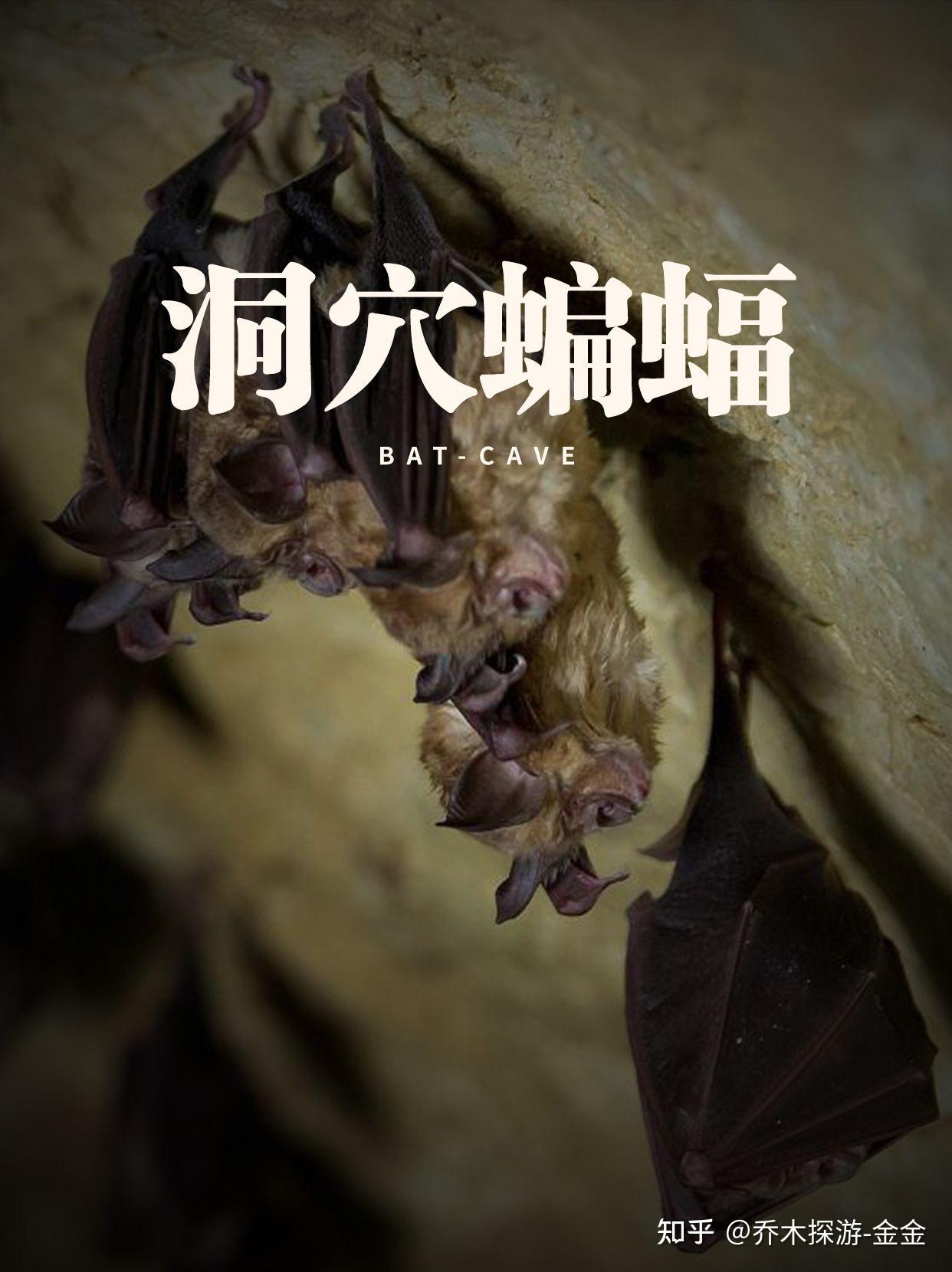 洞穴蜘蛛，神秘而独特的地下生物-第1张图片