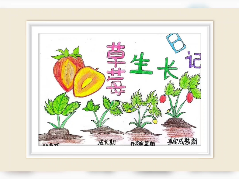 草莓香草丝瓜秋葵向日葵榴莲91五谷杂果的奇妙之旅——草莓、香草、丝瓜、秋葵、向日葵与榴莲的邂逅-第1张图片