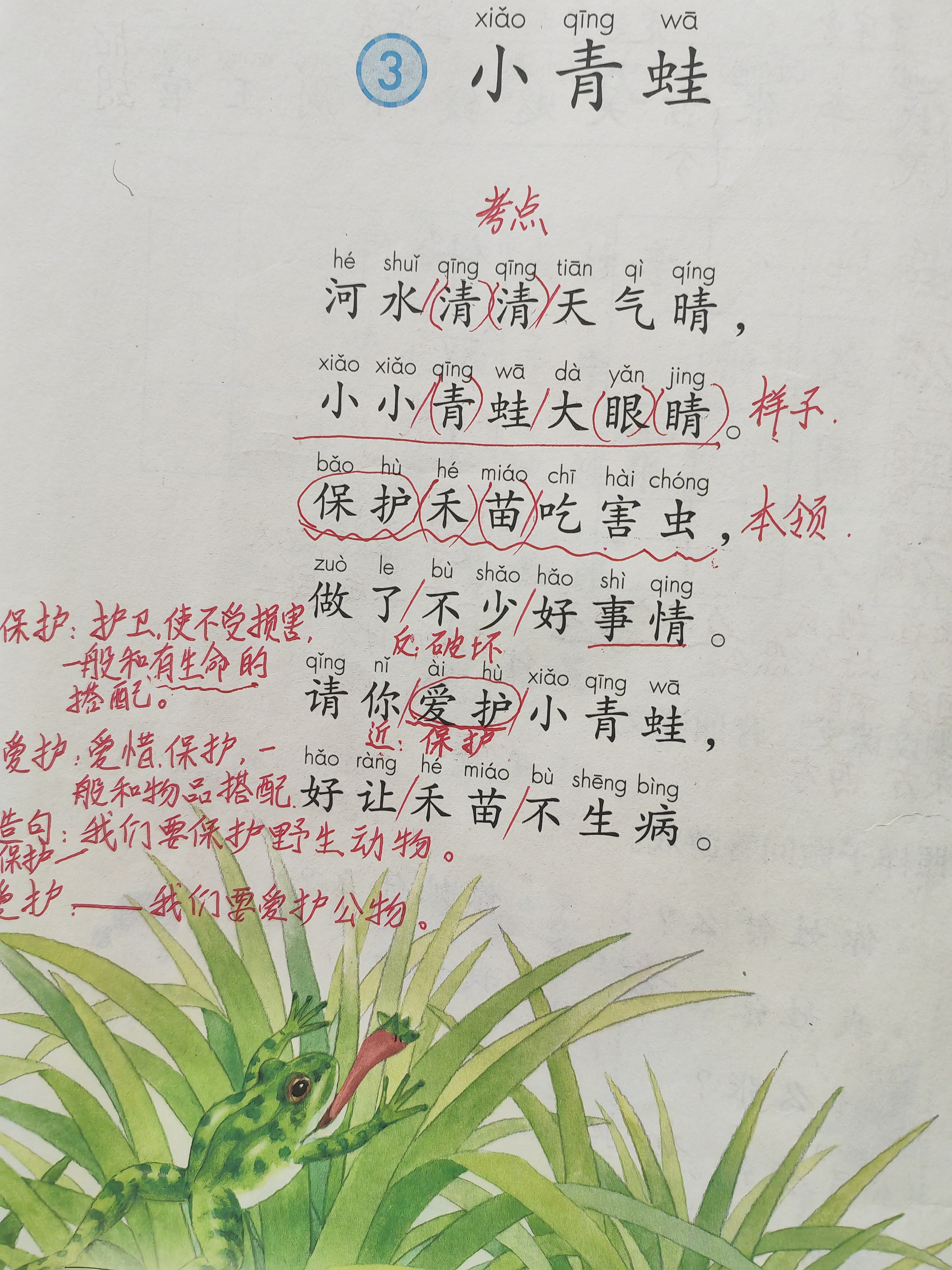 青蛙为什么会呱呱的叫青蛙为何会呱呱叫？-第1张图片