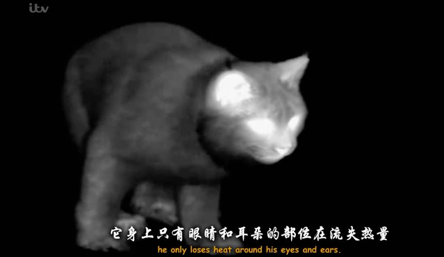 两性毛片两性毛片，理解与应对的现代视角